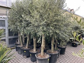 Olea europea - Olivovník.   300 cm