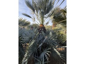 Chamaerops humilis Cerifera, Modrá trpasličí palma 200 cm