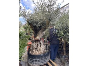 Olea europea, výška 260cm, obvod kmene 200 cm