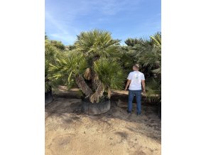 Chamaerops humilis, Žumara 300 cm exemplář