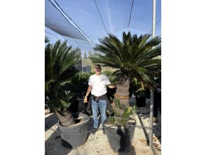 Cycas revoluta 200 cm