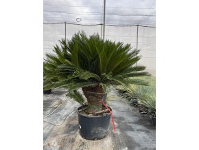 Cycas revoluta 220 cm, 2 hlavy