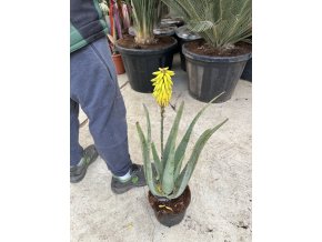 Aloe Vera, původ rostliny Španělsko.50 cm