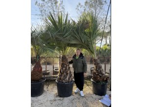 BRAHEA EDULIS 270 cm