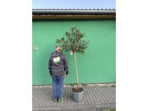 Nerium Oleander - Oleandr 200 cm, stromek