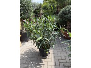 Nerium Oleander - Oleandr 140 cm