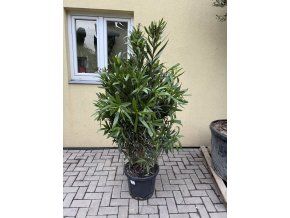 Nerium Oleander - Oleandr 150 cm +