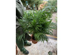 Chamaedorea elegans, 90 cm