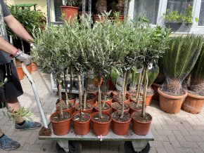 Olea europea - Olivovník 80 cm