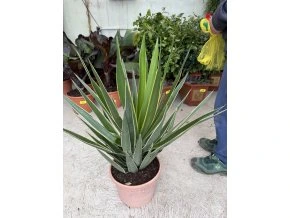 YUCCA PUCK 60 cm.