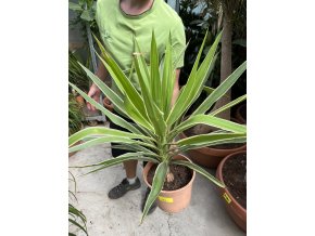 YUCCA ELEPHANTIPES JEWEL, JUKA, 80 cm.