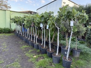 Ficus carica,  160 cm,