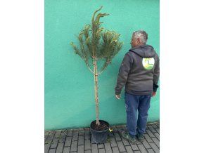 Pinus Pinea 170 cm
