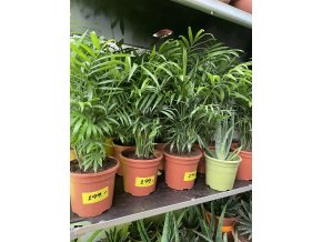 Chamaedorea elegans 40 cm
