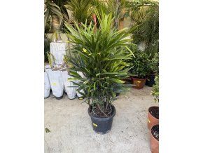 Rhapis excelsa 160 cm