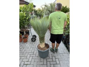 YUCCA ROSTRATA, VÝŠKA ROSTLINY 100 CM