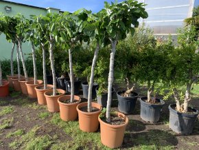Ficus carica 160 cm