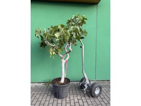 FICUS CARICA, FÍKOVNÍK. 200 CM