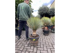 yucca thompsoniana 110 cm