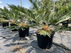 Cycas panzhihuaensis 130 cm