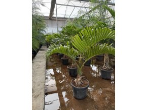 Hyophorbe Lagenicaulis, 170 cm