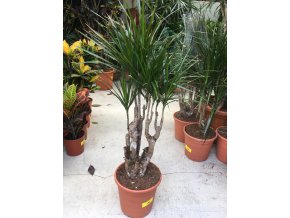 Dracaena marginata, dracena, původ rostliny Španělsko. 90 cm