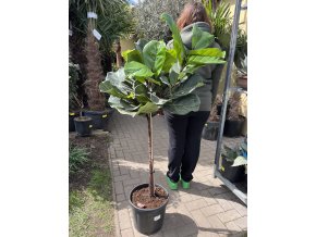 Ficus Lyrata, 130 cm