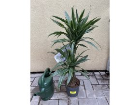 Dracaena deremensis, dracena, . 60 cm