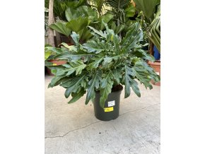 Philodendron xanadu, 70 cm