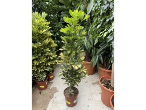 SCHEFFLERA 100 CM