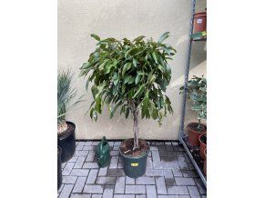 Ficus Amstel King 160 cm