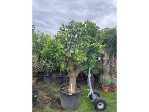 Grepovník , citrus paradisi 250 cm