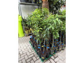 Mandarinka oronules 130 cm