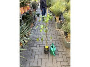 Grepovník star ruby 110 cm