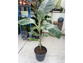 Musa velutina  160 cm