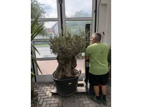 OLEA EUROPEA - OLIVOVNÍK 150 CM