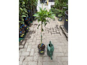 Mandarinka Orogros 100 cm
