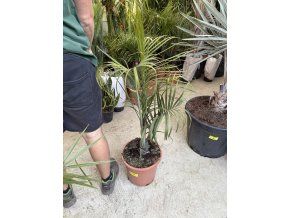 Dypsis decaryi, 110 cm
