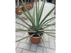 Yucca Bacata 50 cm