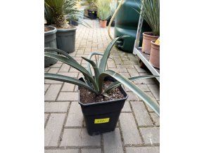 Yucca Bacata 40 cm