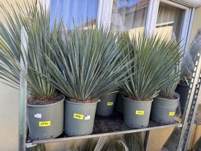 YUCCA ROSTRATA -20°C  Výška rostliny 40 cm.