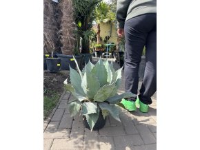 Agave Ovatifolia. 50cm
