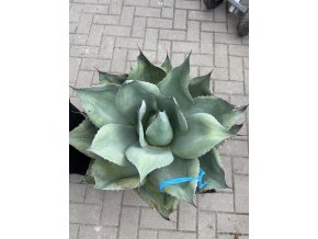 Agave Ovatifolia. 35cm