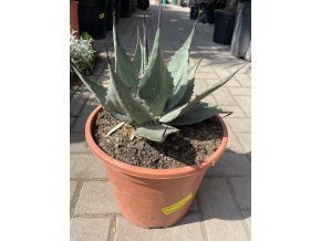 Agave Havardiana -15°C