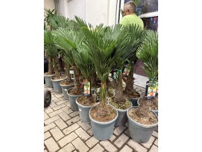 Trachycarpus wagnerianus, výška 100 cm, kmen 20 cm