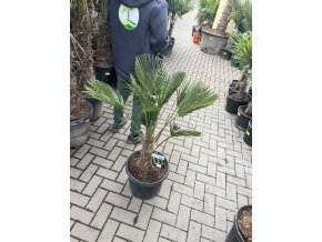 Trachycarpus wagnerianus, výška 110 cm, kmen 25 cm