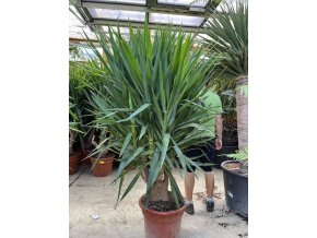 Yucca elephantipes, juka, původ rostliny Španělsko. 180 cm