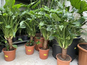 ALOCASIA cucullata 90 cm