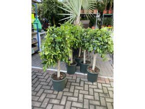 Ficus Nitida 130 cm