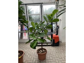 Ficus Lyrata, 170 cm